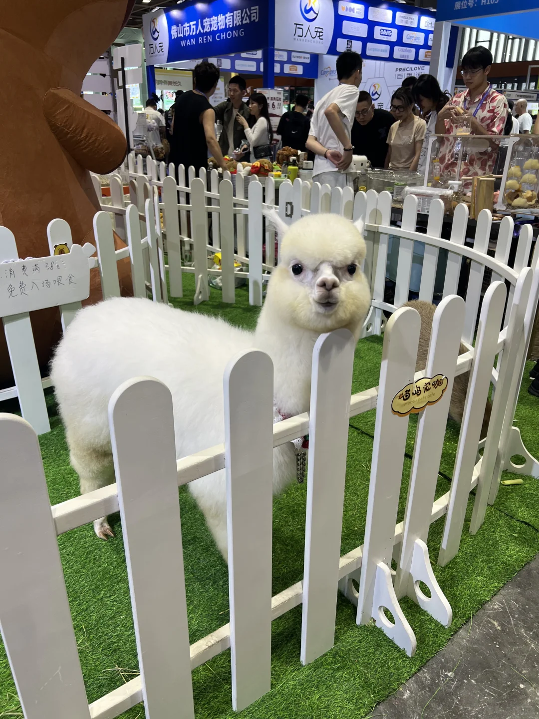 撸猫?玩狗?嗨翻天(=^o^=)