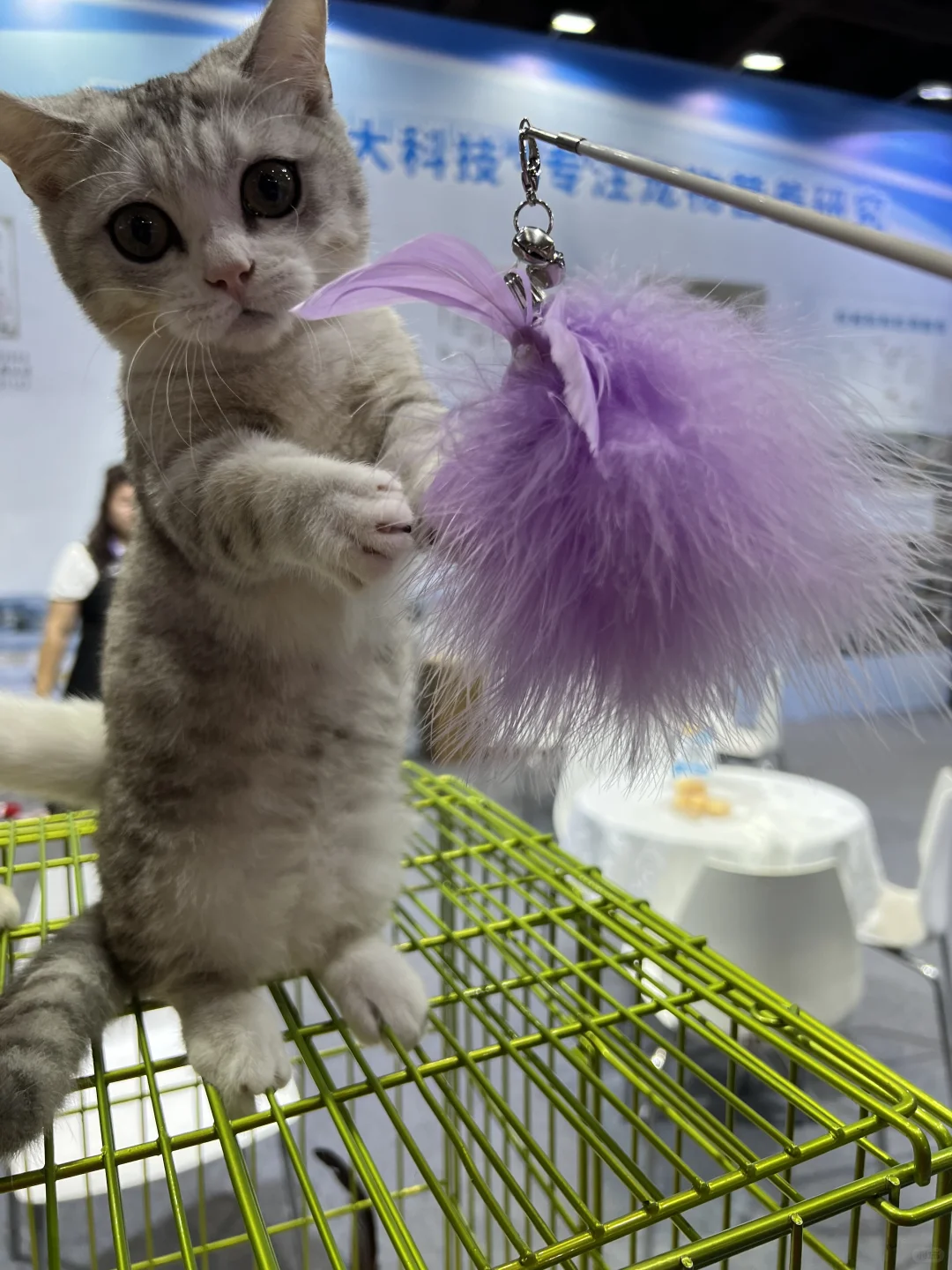 撸猫?玩狗?嗨翻天(=^o^=)