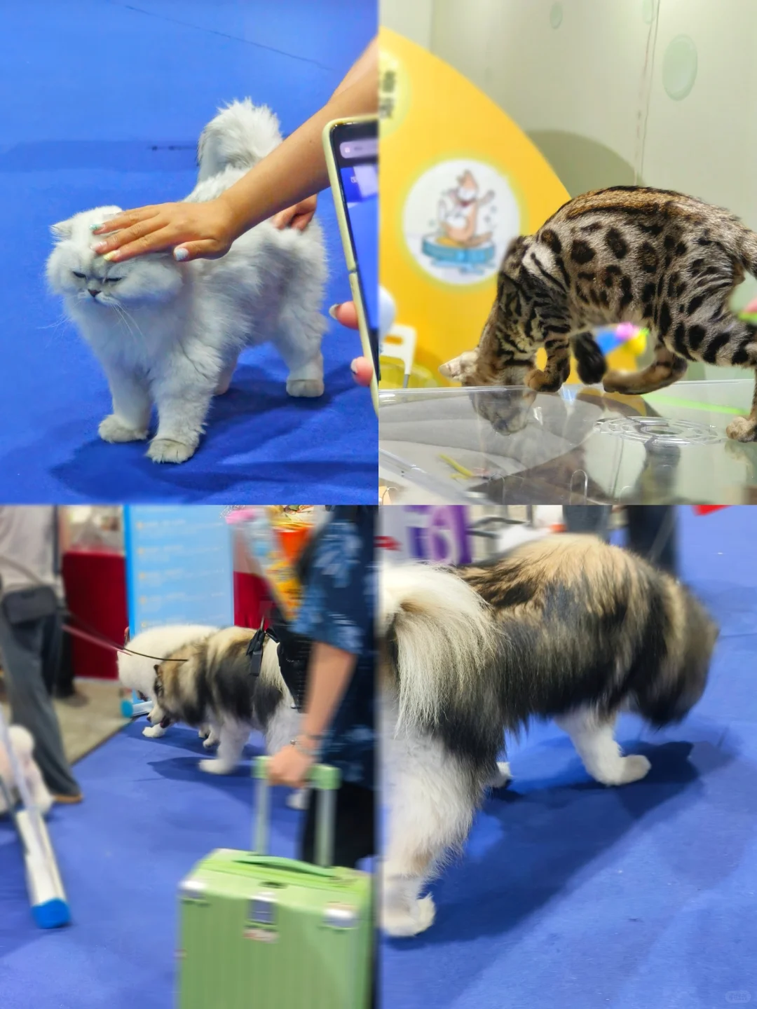 闲逛半日游｜琶洲潮宠展（个人打卡版）