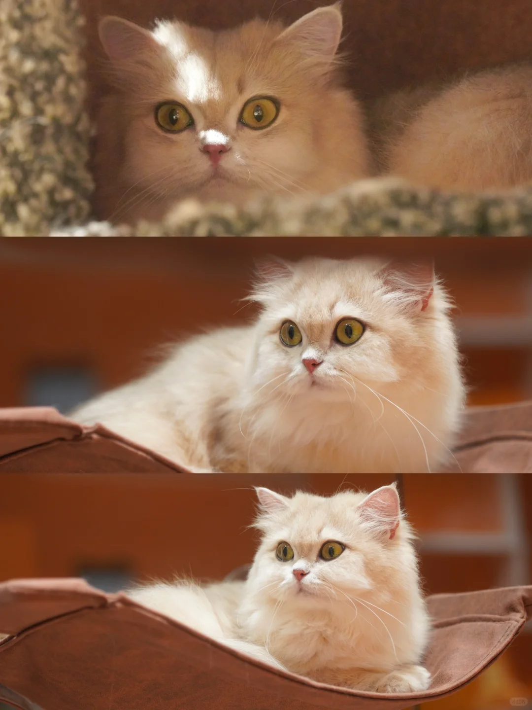 金故X潮宠展圆满落幕，感恩每一次相遇?