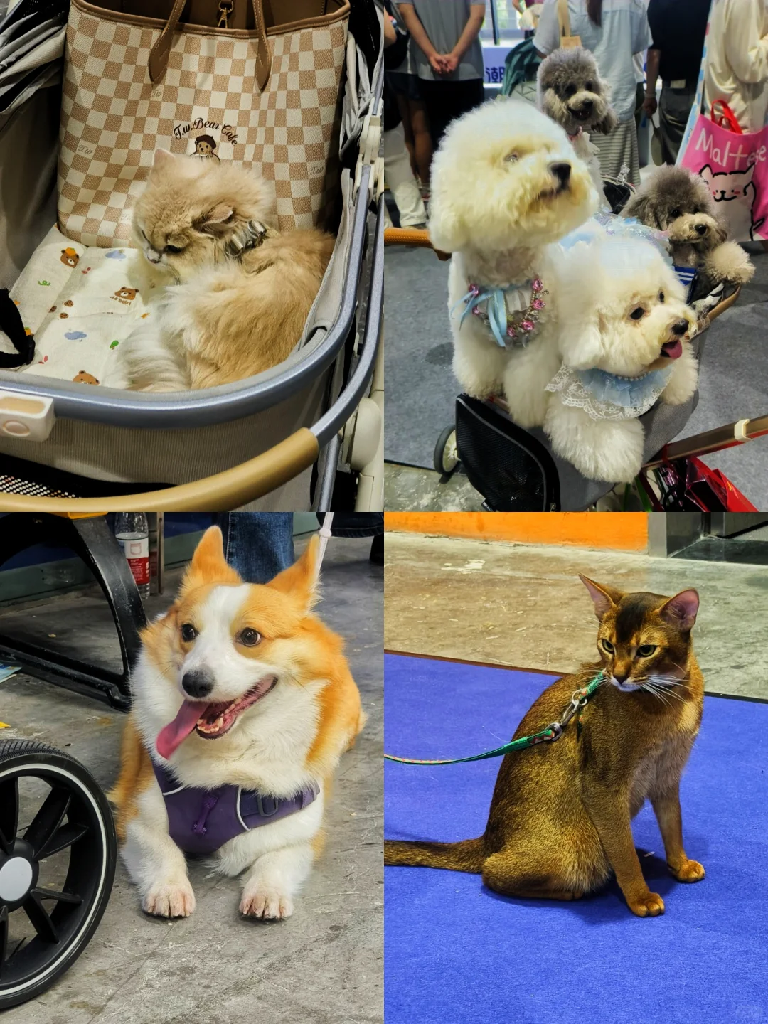 闲逛半日游｜琶洲潮宠展（个人打卡版）