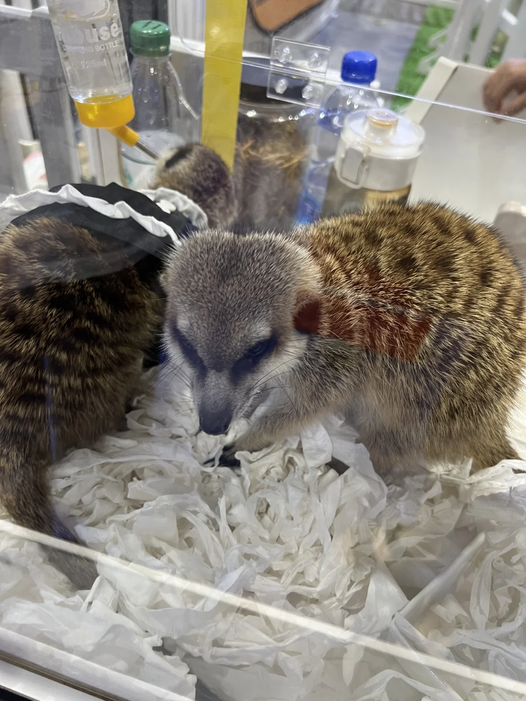 撸猫?玩狗?嗨翻天(=^o^=)