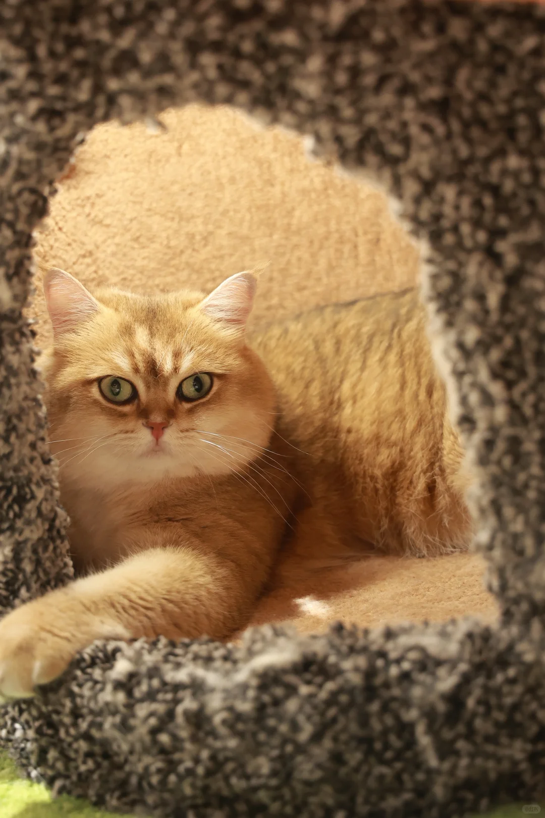 金故X潮宠展圆满落幕，感恩每一次相遇?