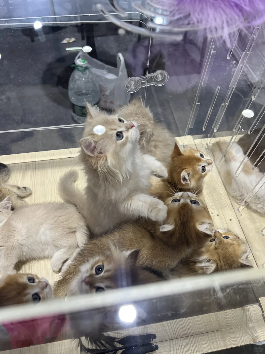 撸猫?玩狗?嗨翻天(=^o^=)