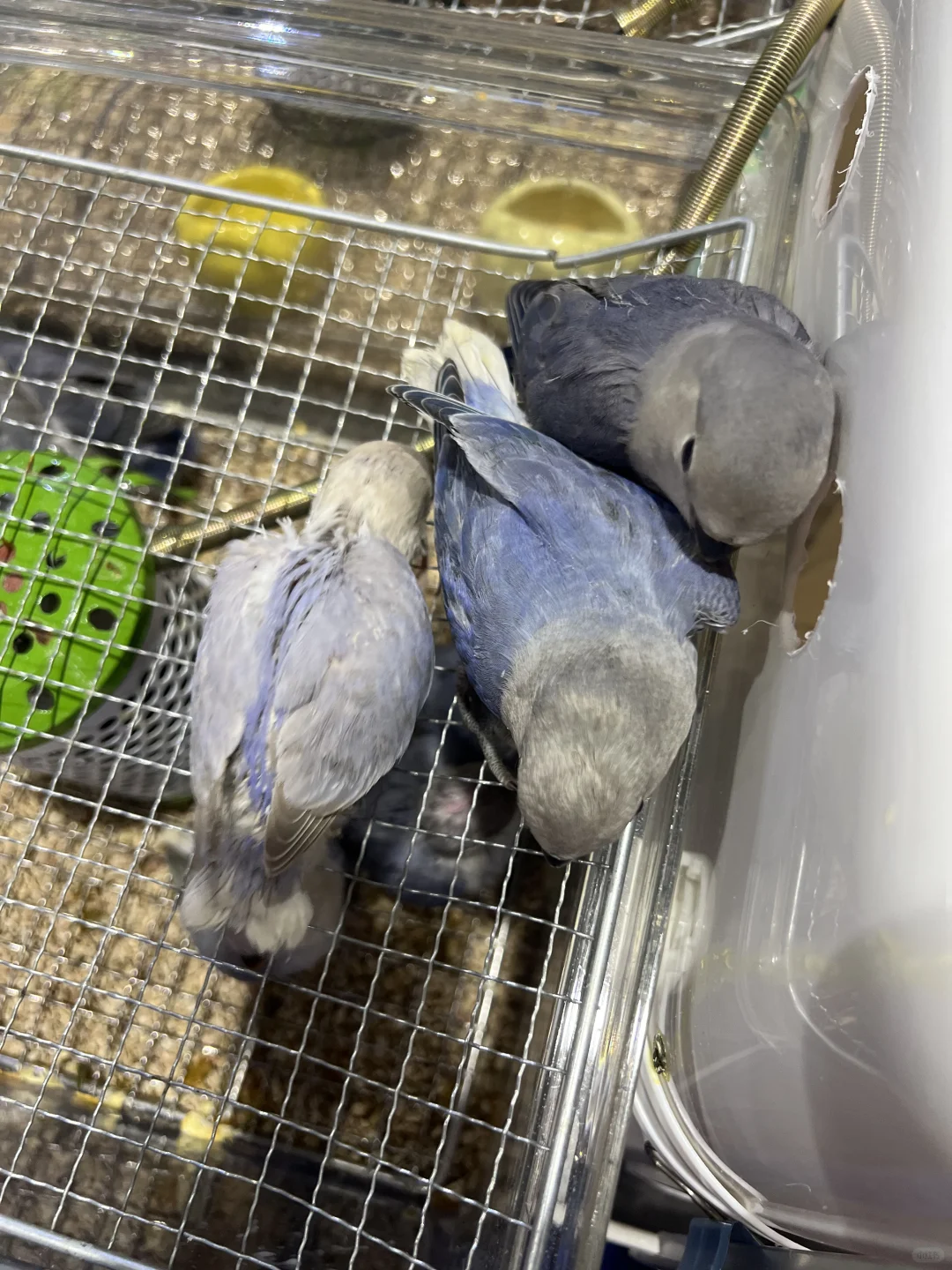 撸猫?玩狗?嗨翻天(=^o^=)