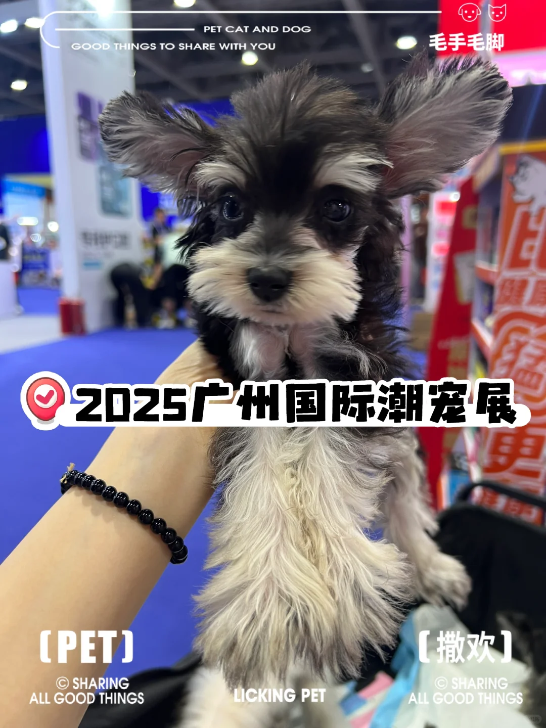 撸猫?玩狗?嗨翻天(=^o^=)