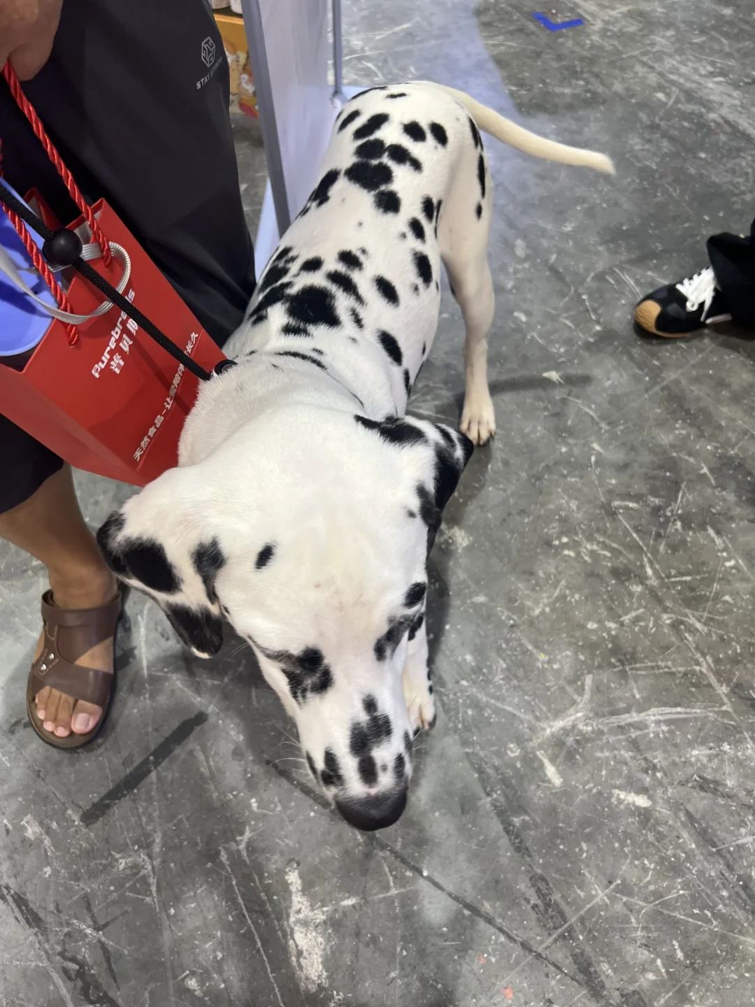 撸猫?玩狗?嗨翻天(=^o^=)