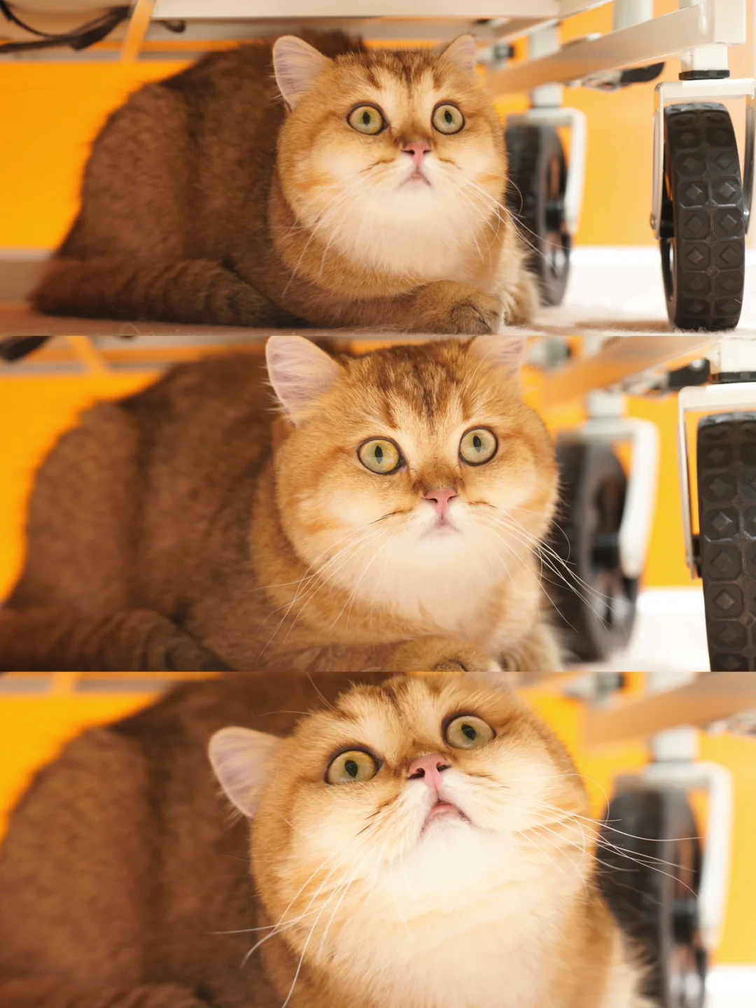 金故X潮宠展圆满落幕，感恩每一次相遇?