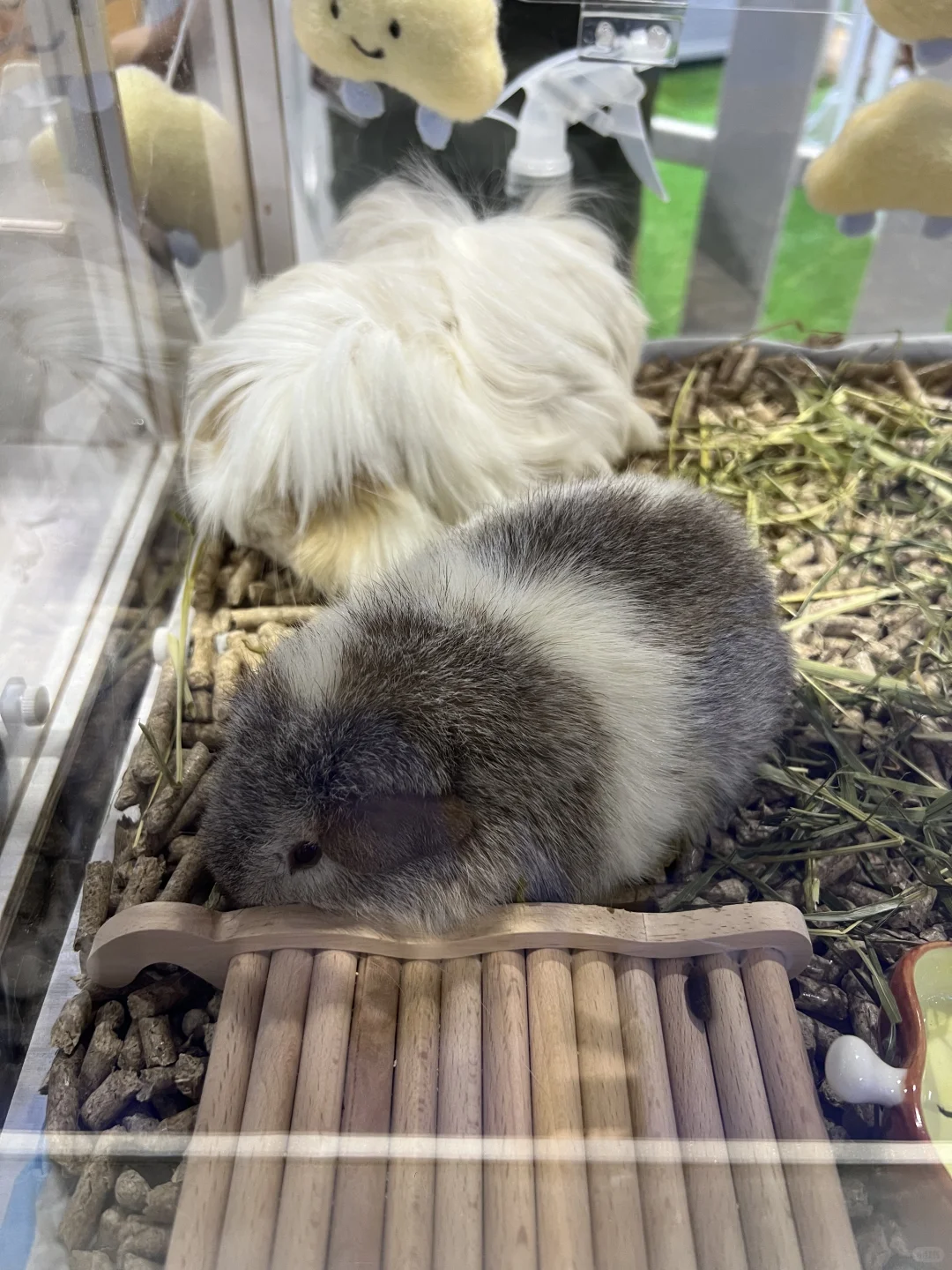 撸猫?玩狗?嗨翻天(=^o^=)