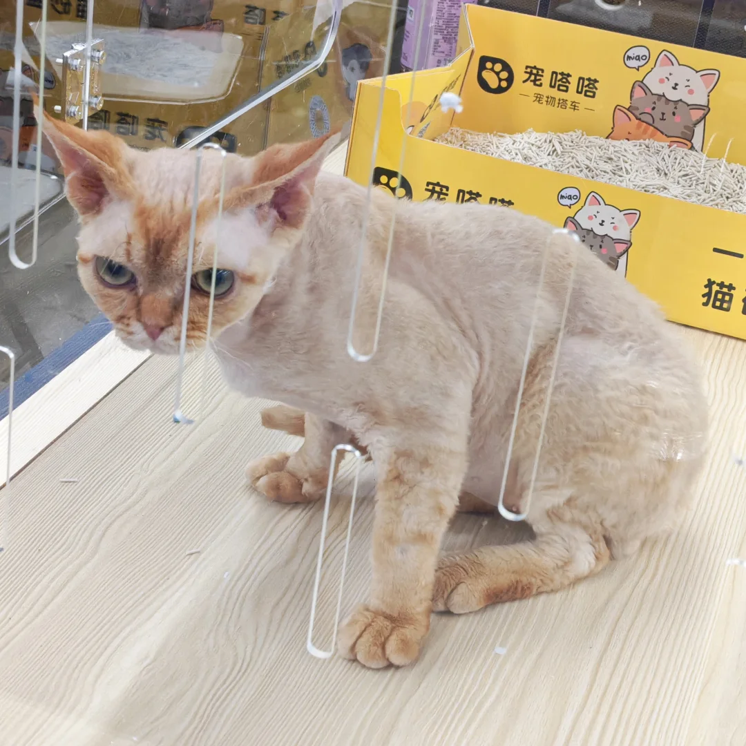 第七届宠物博览会薅羊毛喽