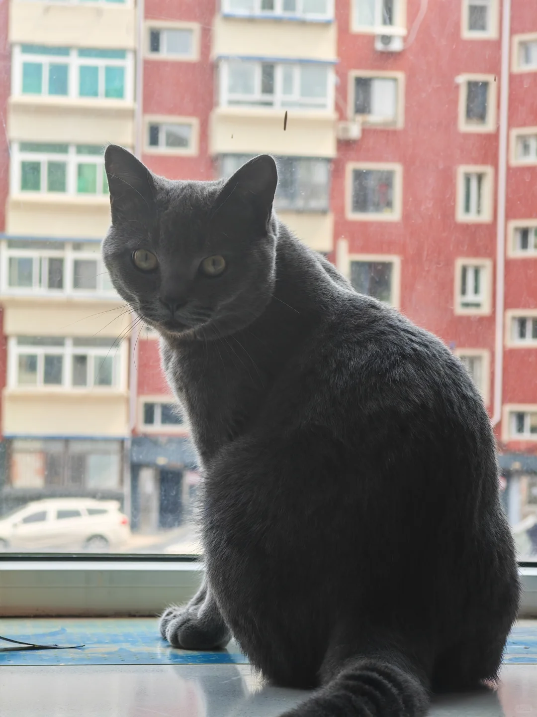 第七届宠物博览会薅羊毛喽