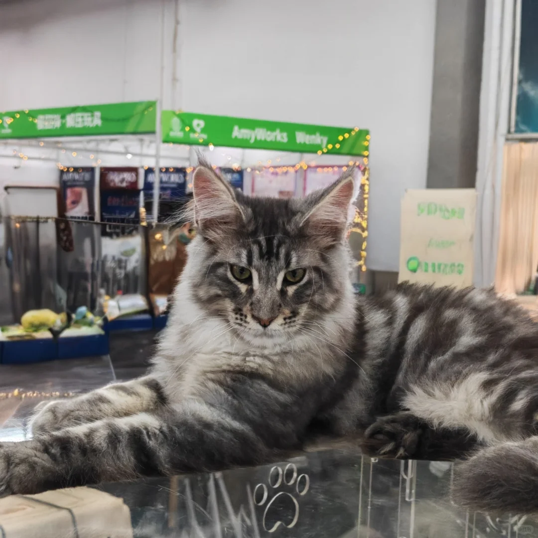 第七届宠物博览会薅羊毛喽