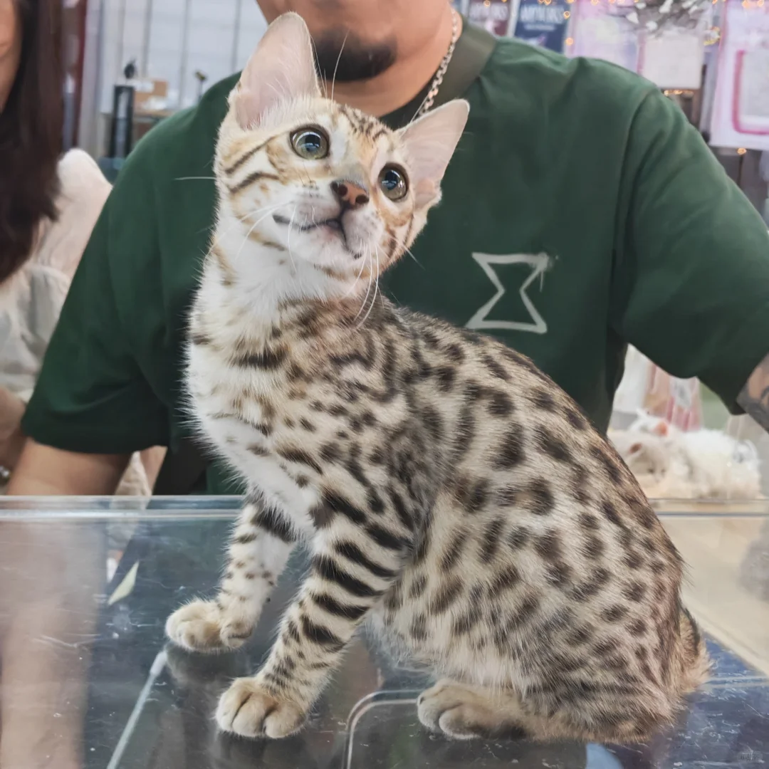 第七届宠物博览会薅羊毛喽