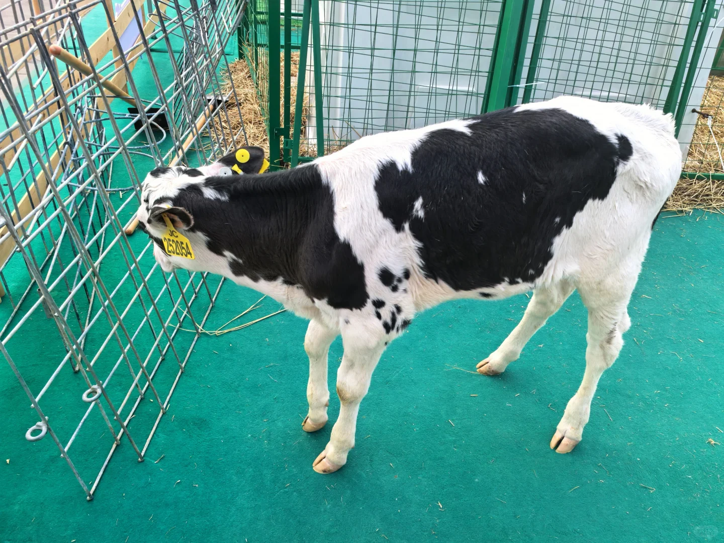 ?南京乳业嘉年华｜牛奶脑袋狂喜?