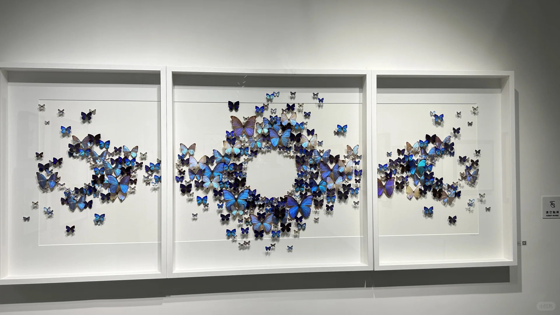 看看生物重生艺术展～