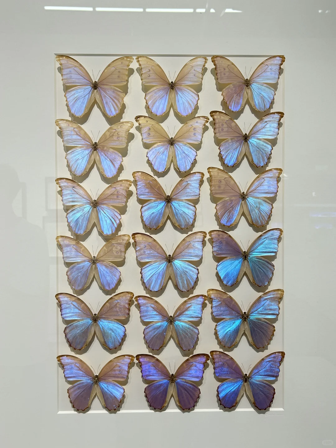 看看生物重生艺术展～