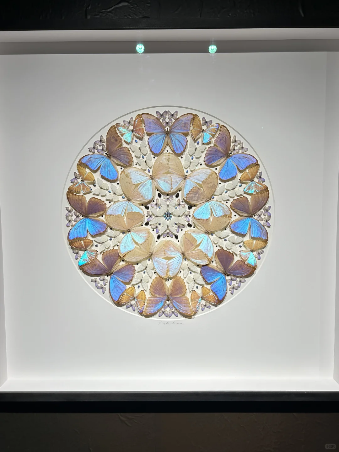 看看生物重生艺术展～