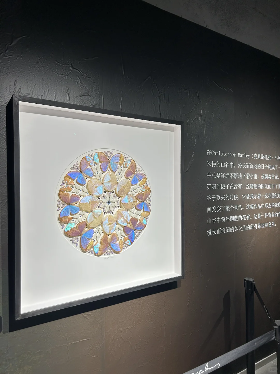 看看生物重生艺术展～