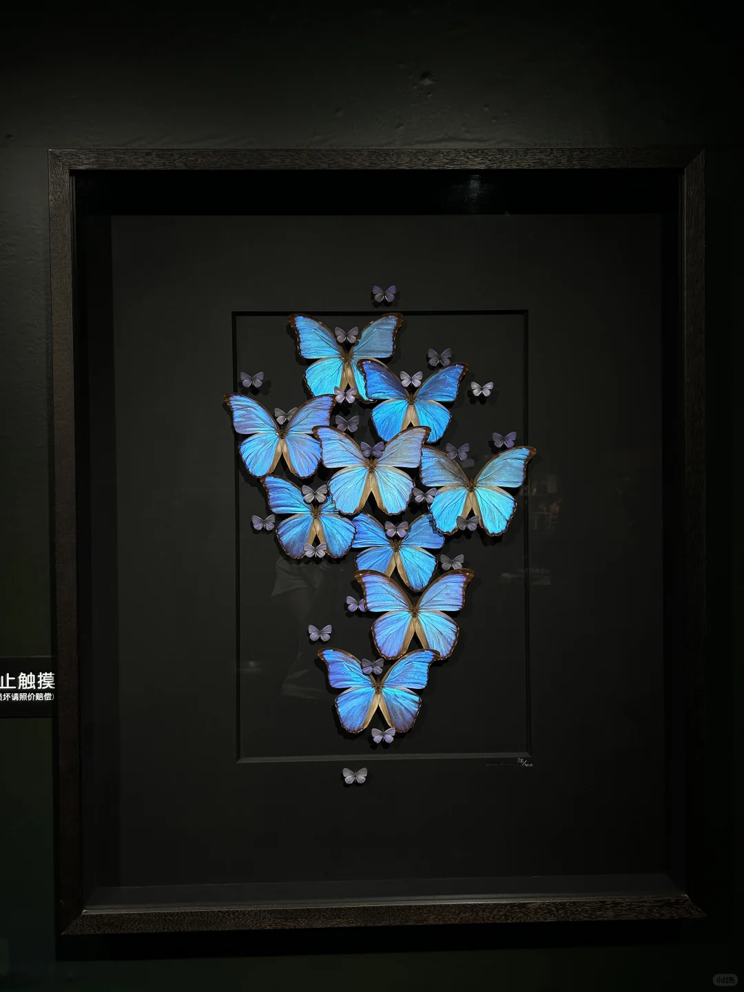 看看生物重生艺术展～