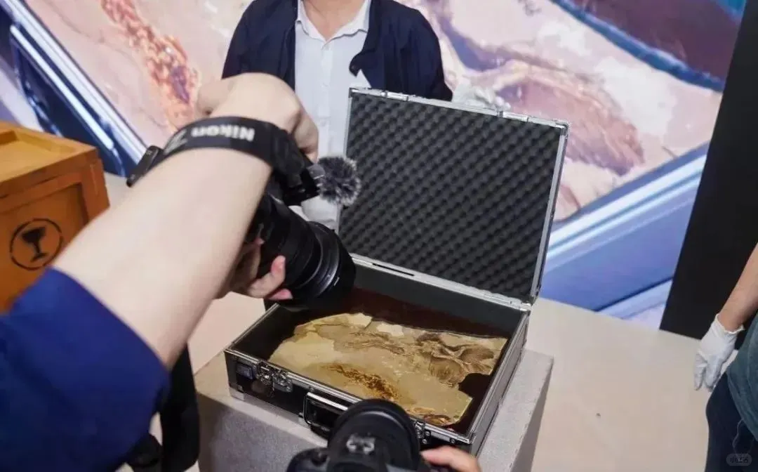 中国恐龙大展5月31日起正式开放→