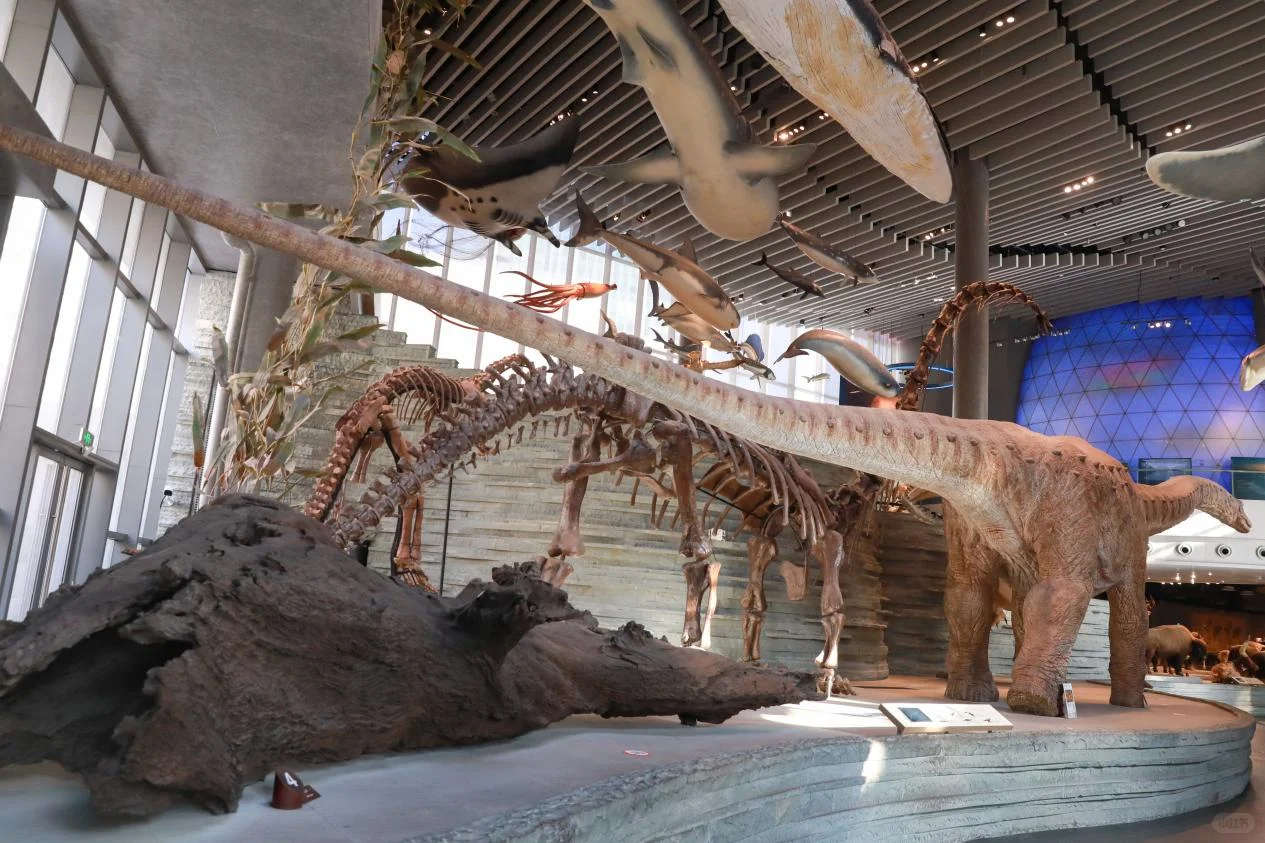 中国恐龙大展5月31日起正式开放→