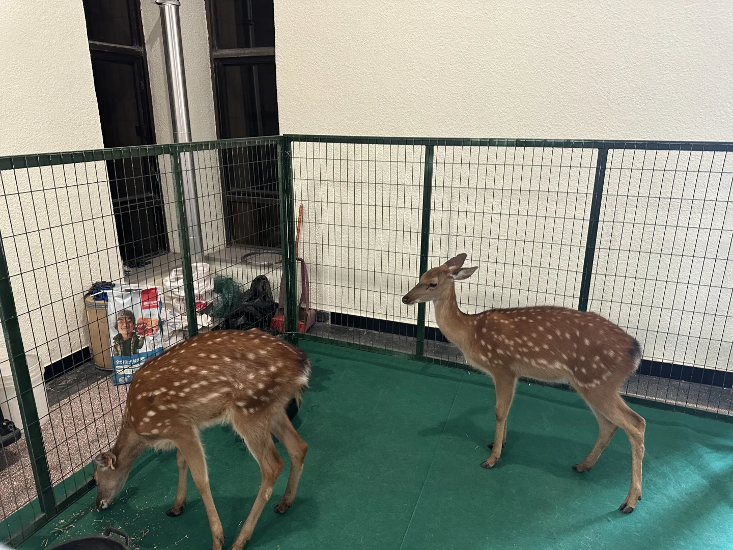 太原宠物博览会 可以带狗狗进的呦！