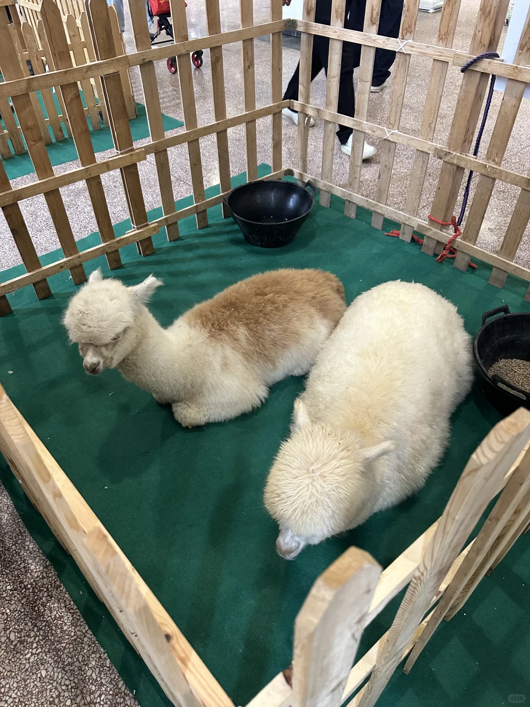 太原宠物博览会 可以带狗狗进的呦！