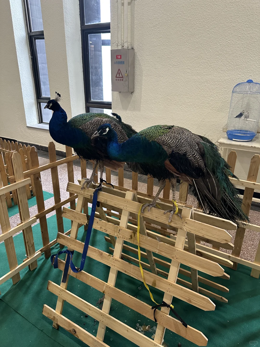 太原宠物博览会 可以带狗狗进的呦！