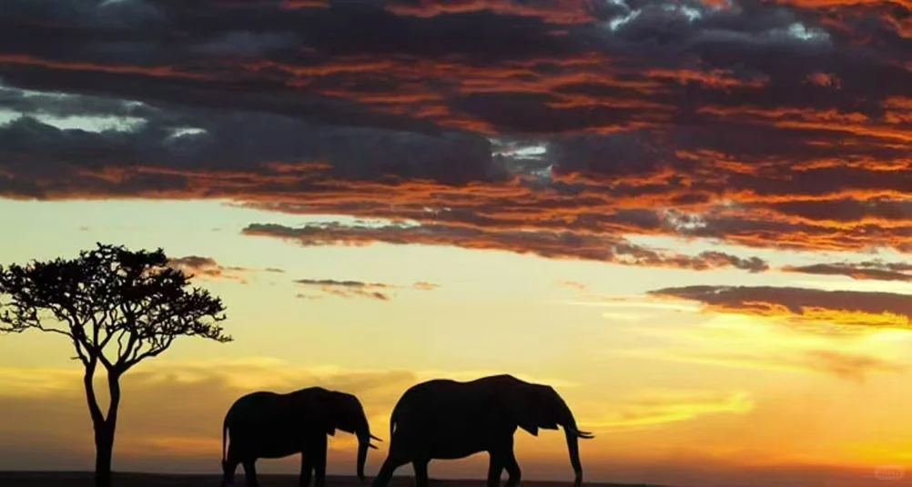 建材行业非洲补贴展会政策解读