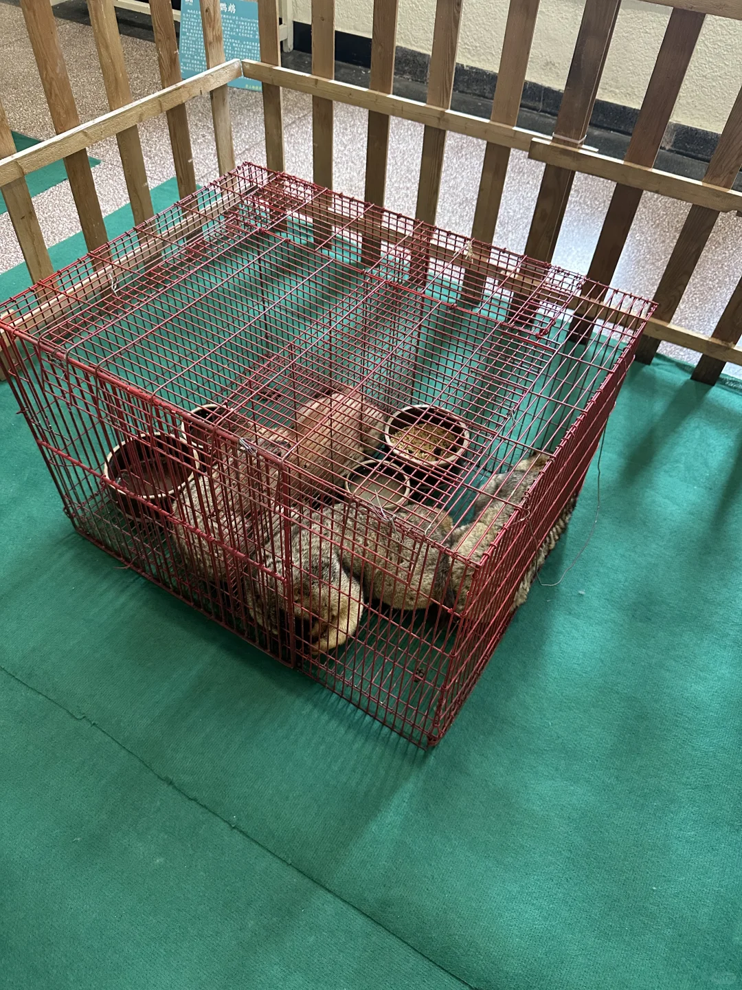 太原宠物博览会 可以带狗狗进的呦！