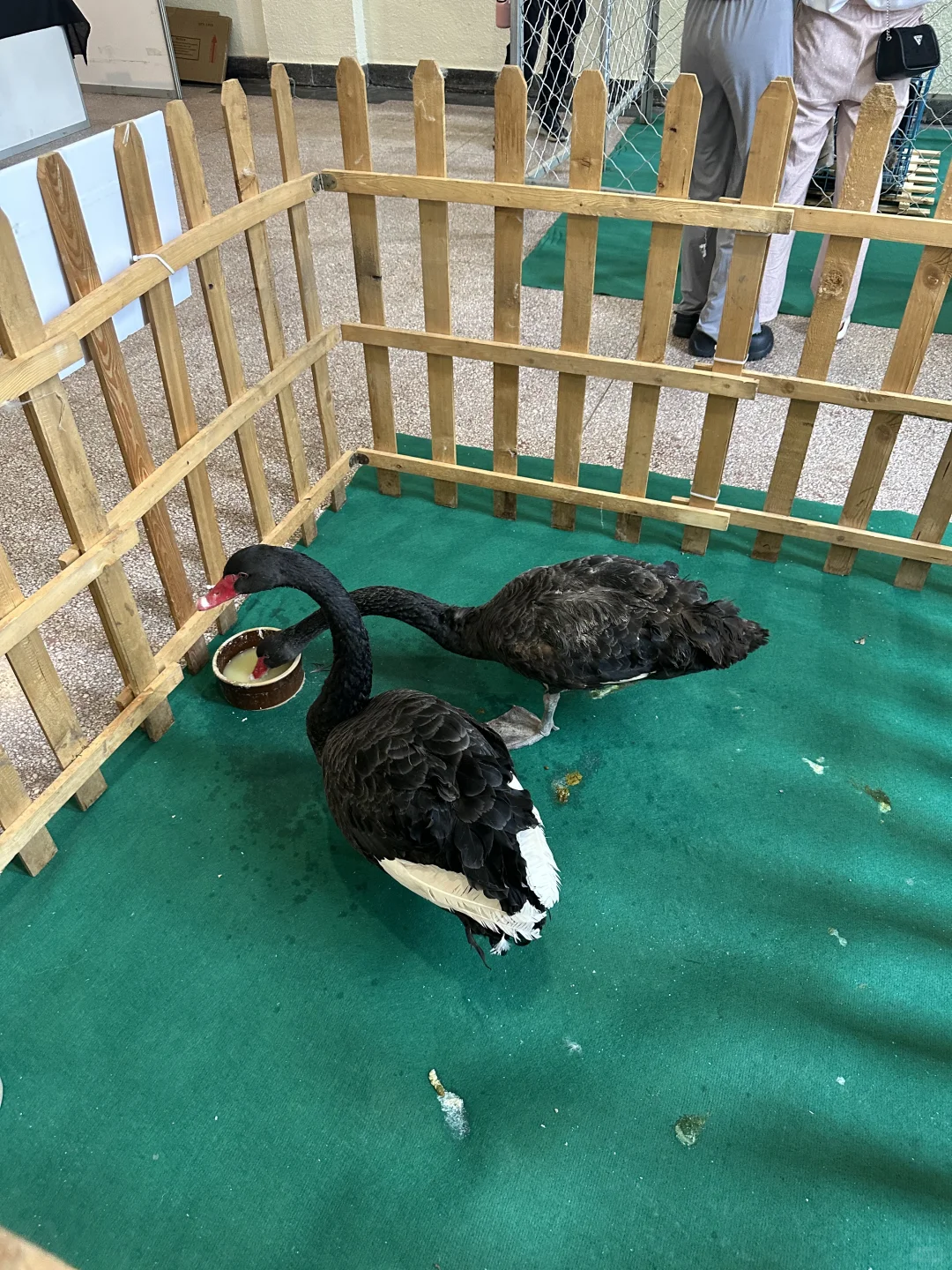 太原宠物博览会 可以带狗狗进的呦！