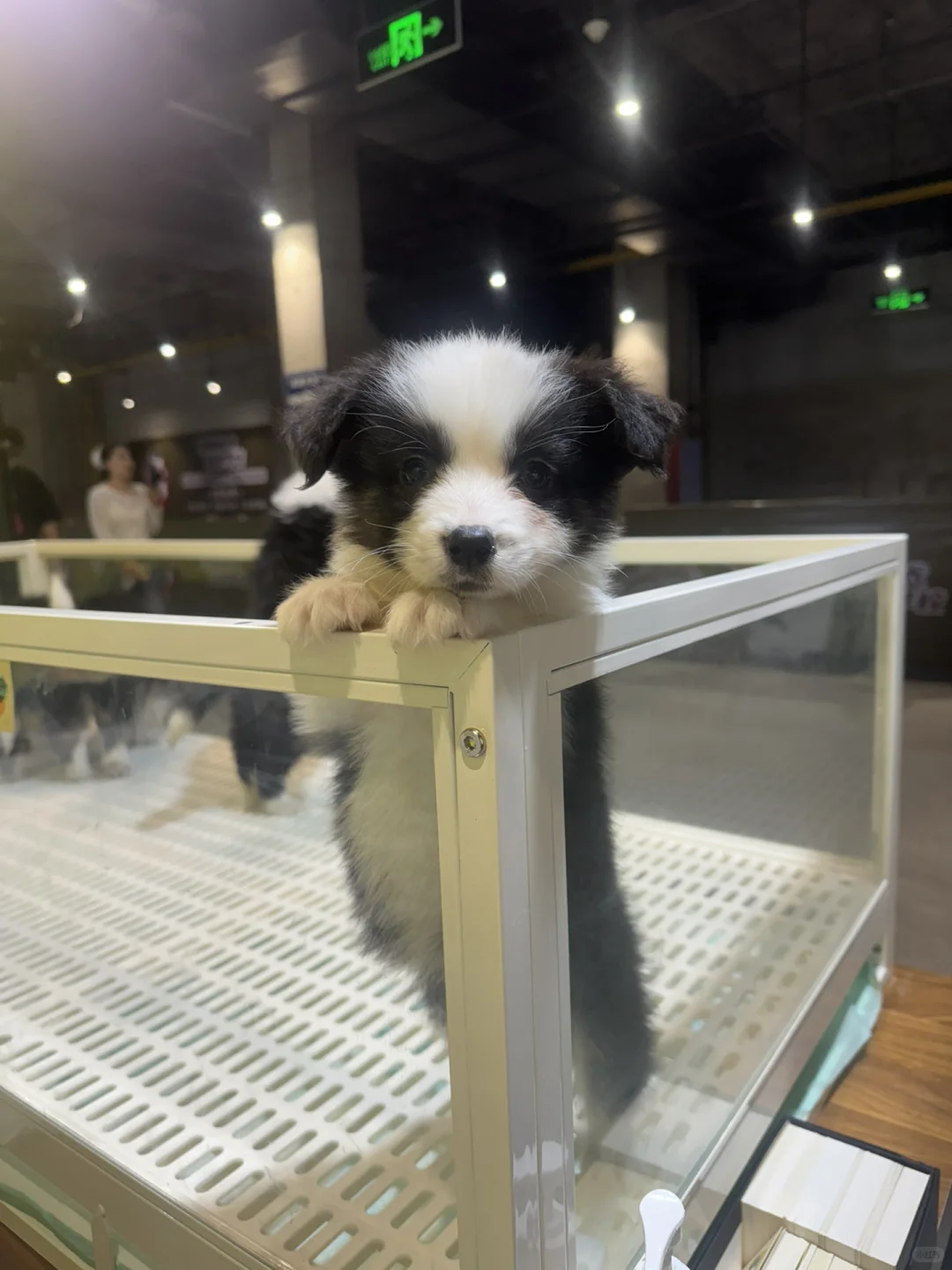 兼职宠物销售员