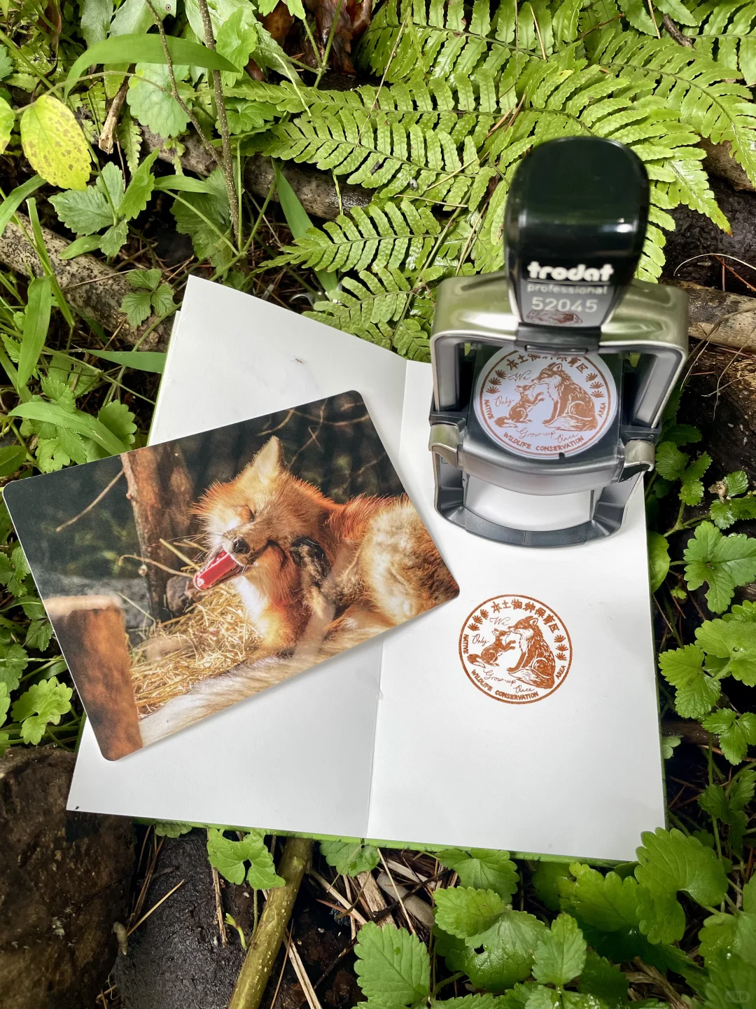 6.11-6.13本土区携赤狐印章空降上海✈️