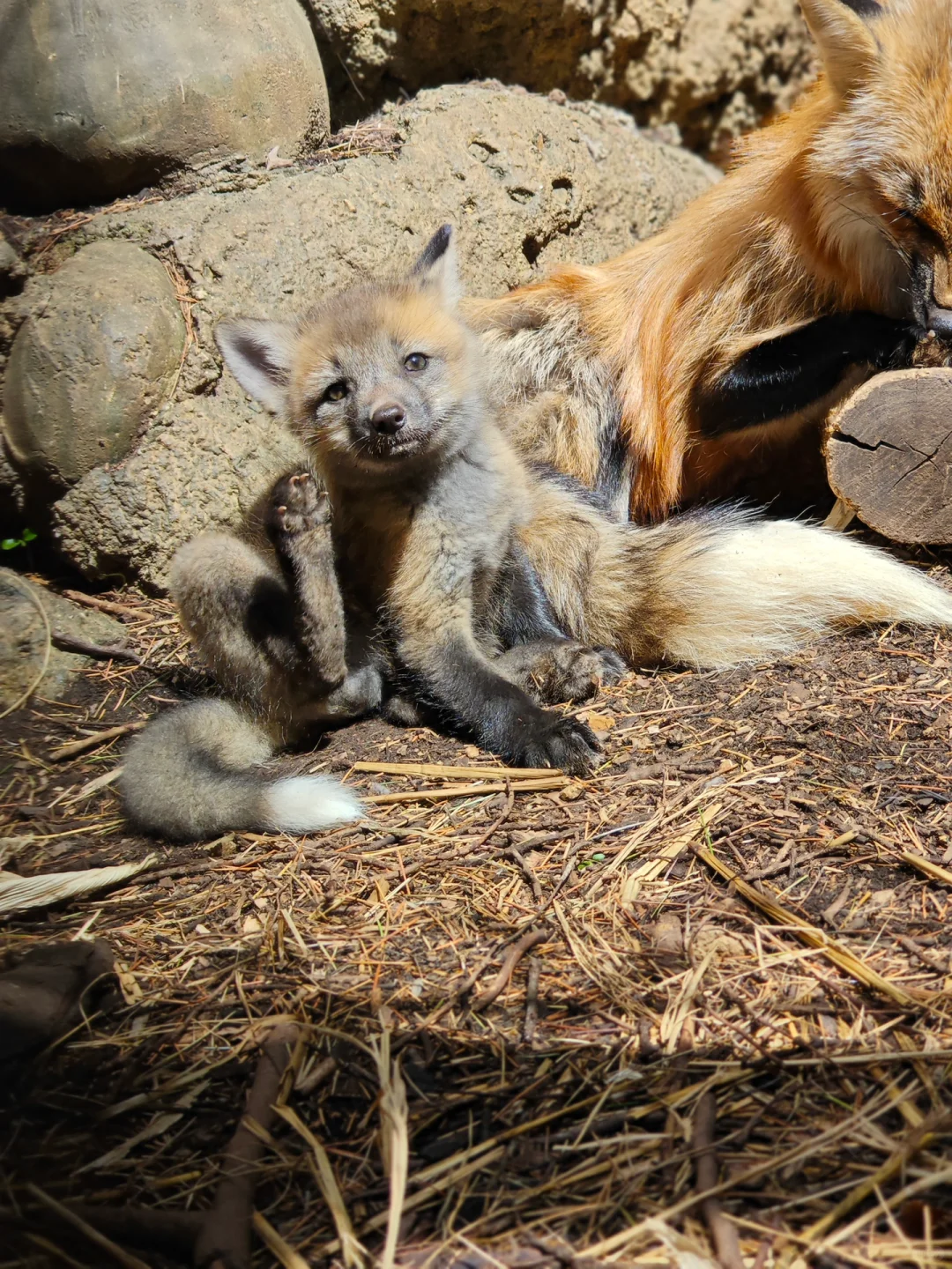 6.11-6.13本土区携赤狐印章空降上海✈️