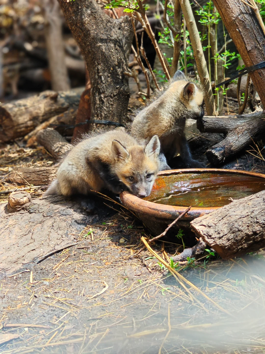 6.11-6.13本土区携赤狐印章空降上海✈️
