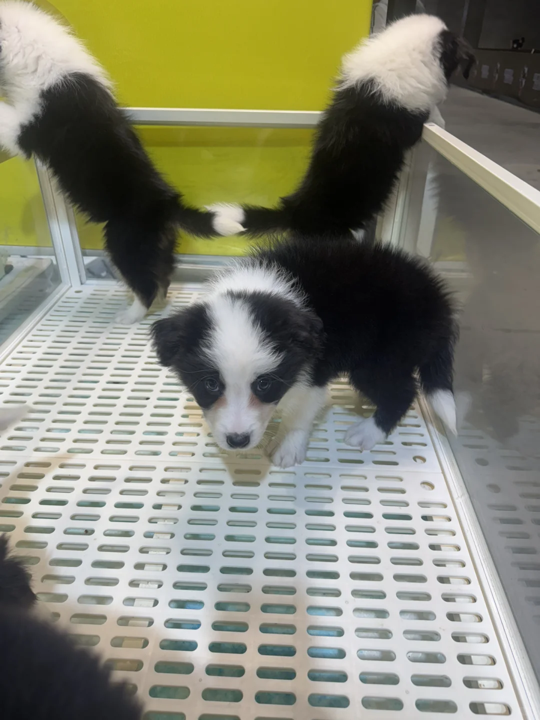 兼职宠物销售员