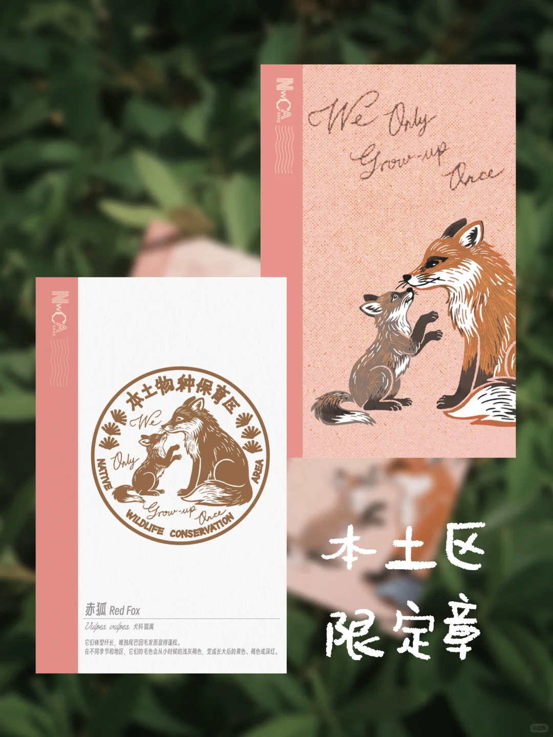 6.11-6.13本土区携赤狐印章空降上海✈️