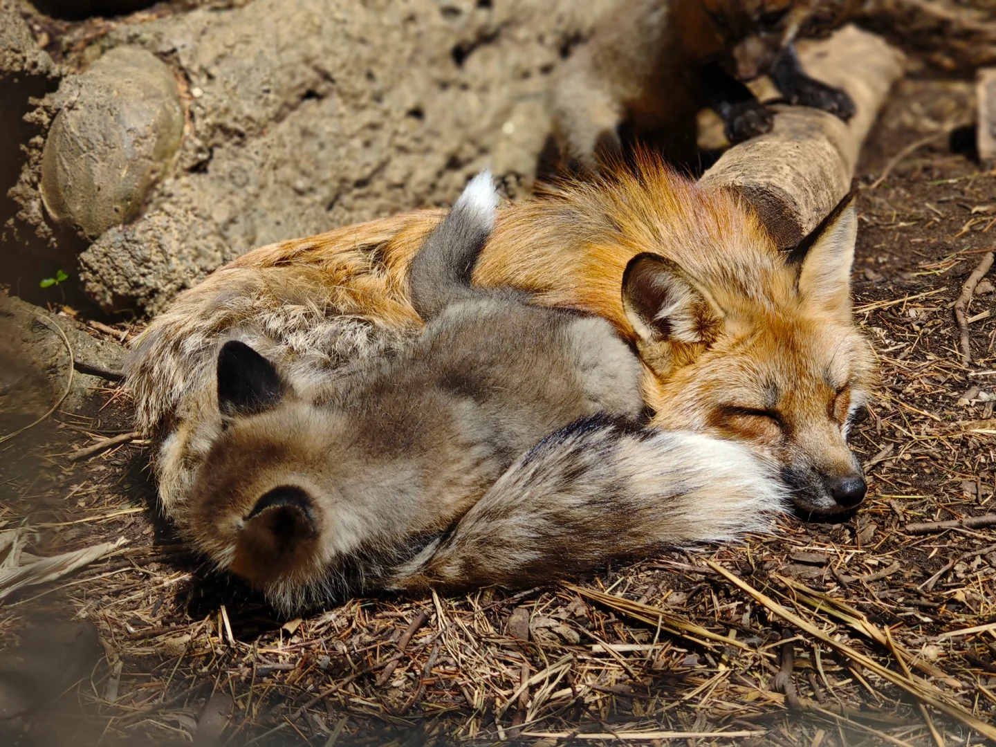6.11-6.13本土区携赤狐印章空降上海✈️