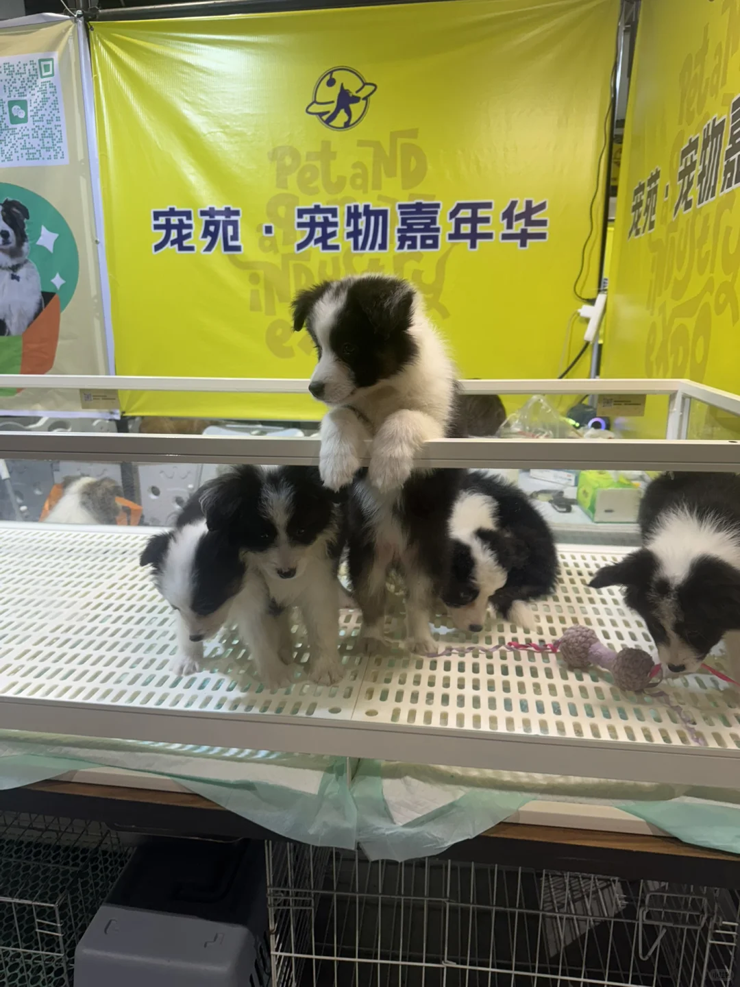 兼职宠物销售员