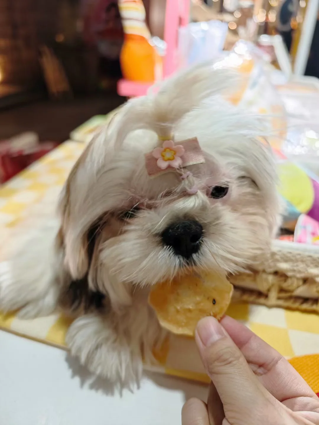 贝格探索重庆南坪会展中心亲子宠物活动@～@