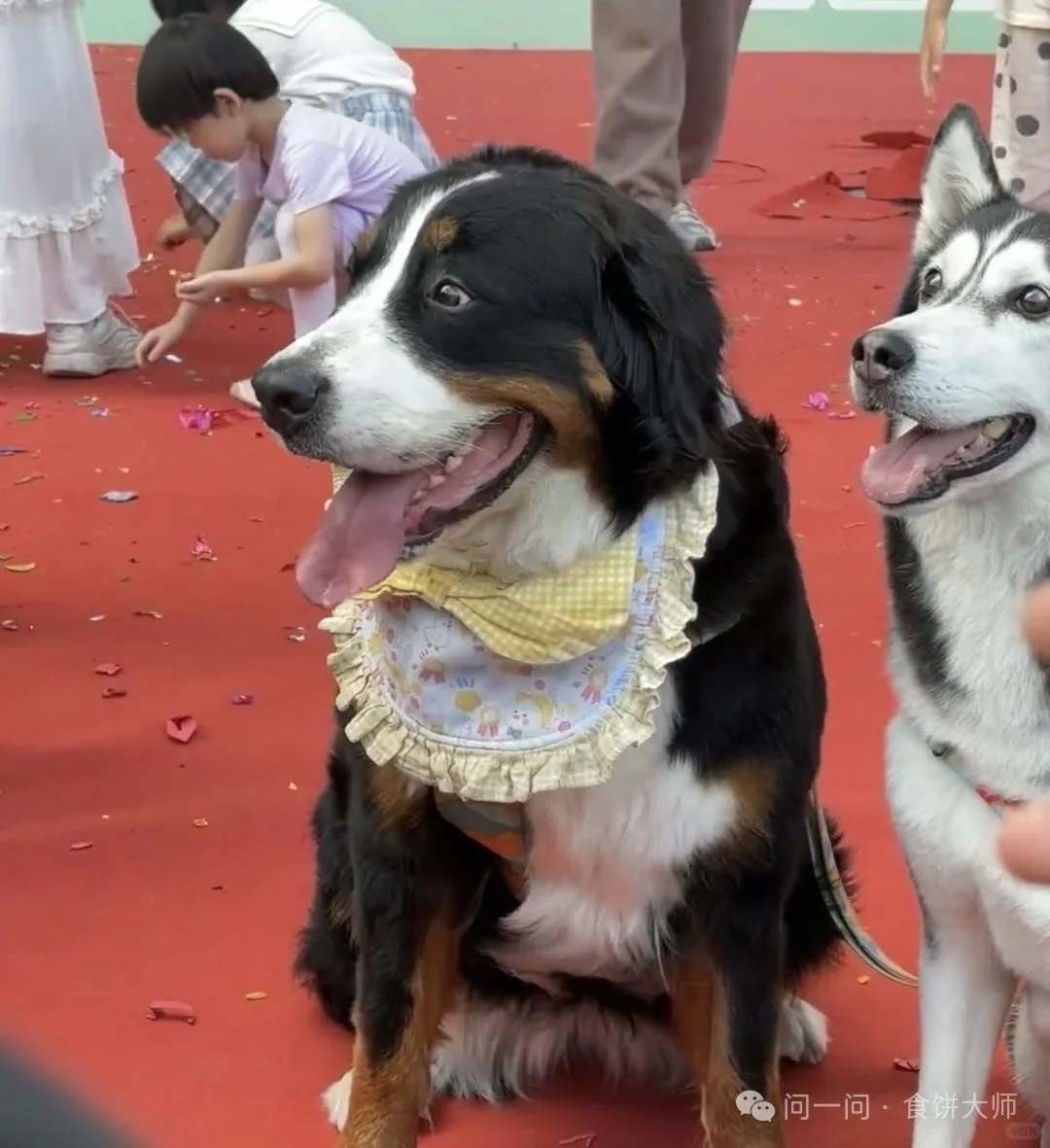 2025年广州高彬宠物展快开始了