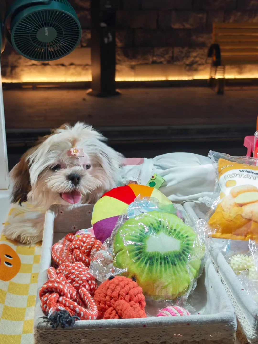 贝格探索重庆南坪会展中心亲子宠物活动@～@