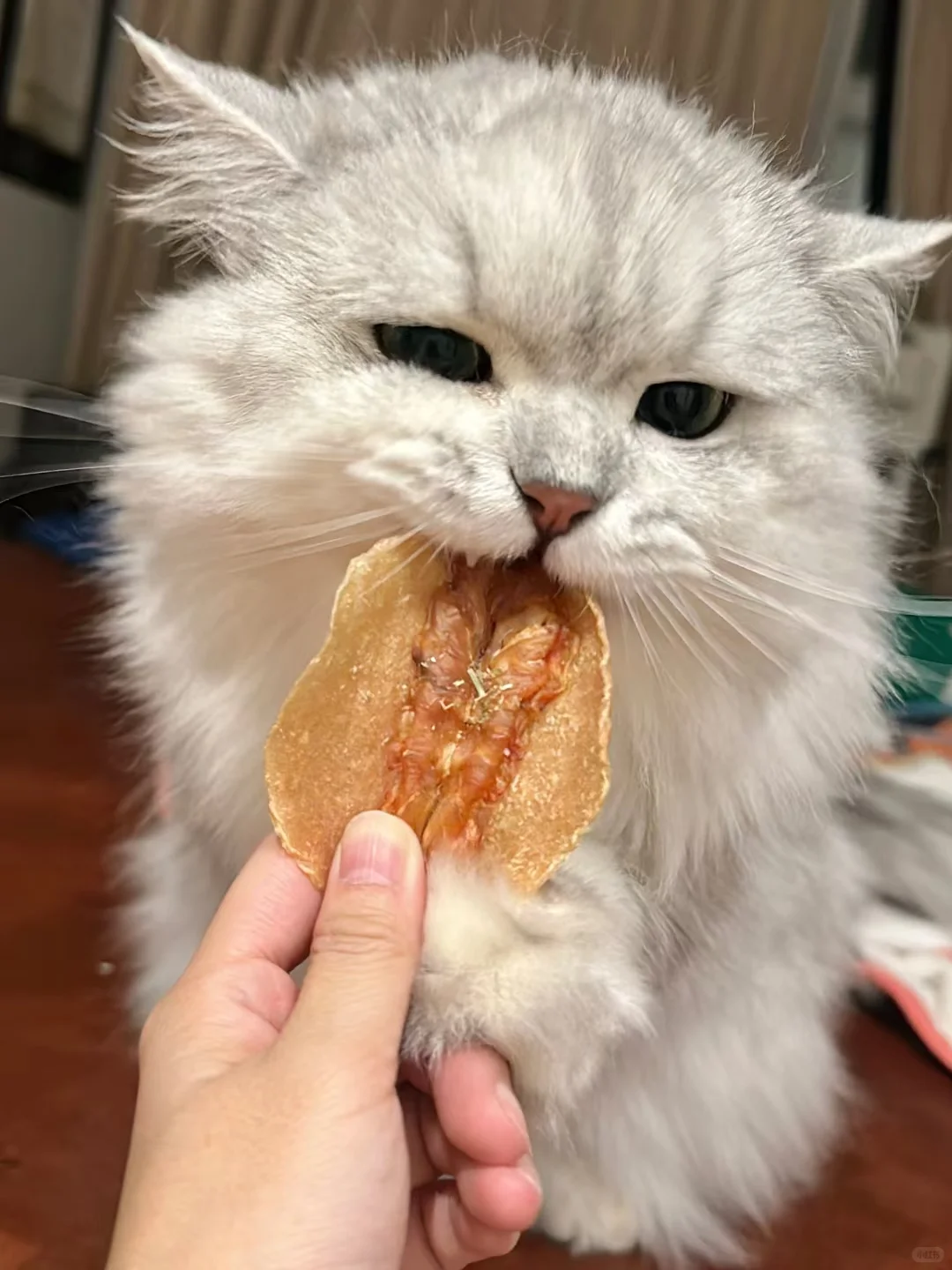 贝格探索重庆南坪会展中心亲子宠物活动@～@