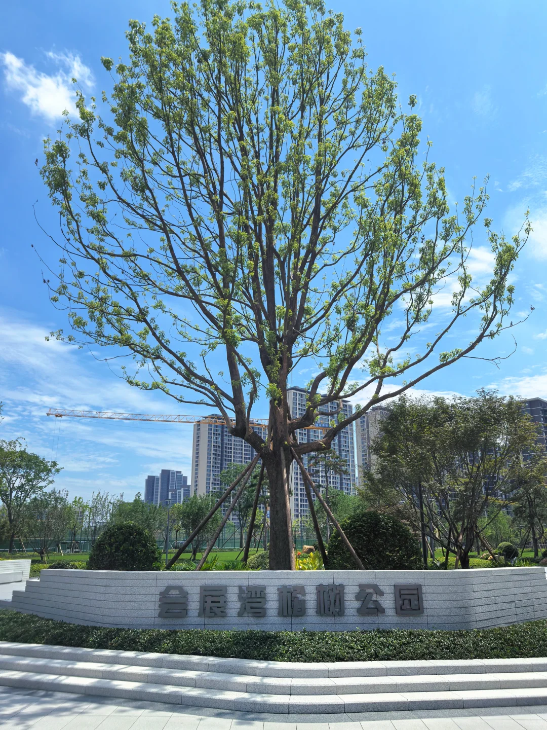 逛遍长沙公园(261)：会展湾松树公园