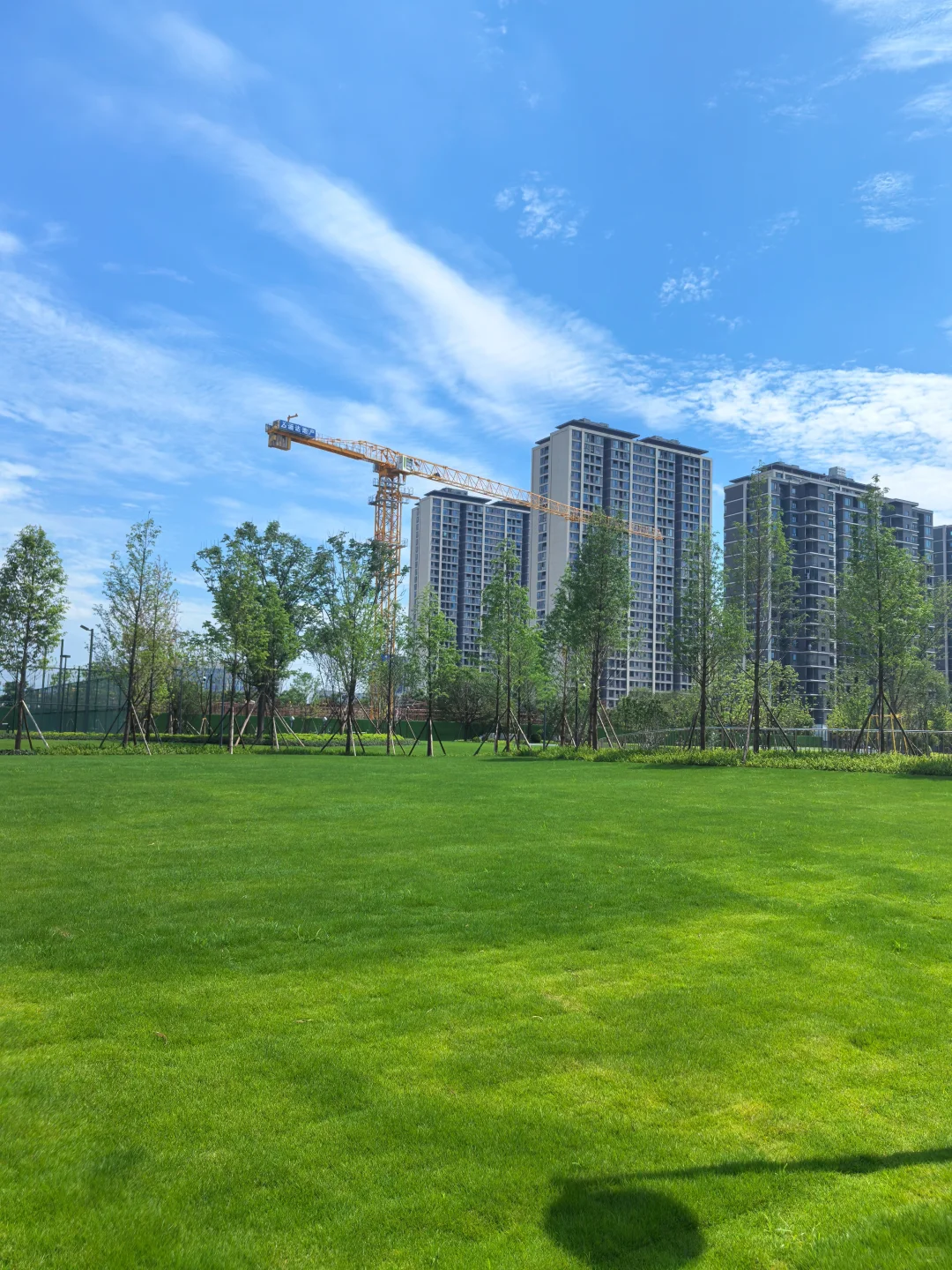 逛遍长沙公园(261)：会展湾松树公园