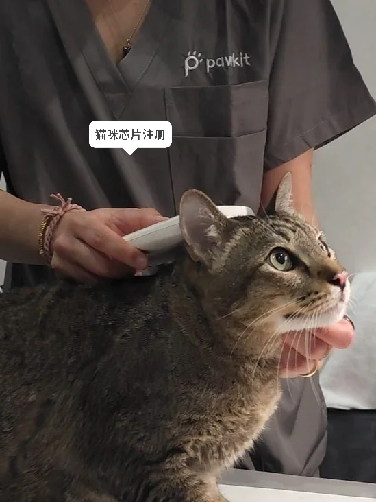 ?? 全亚洲猫奴都在期待的展会！