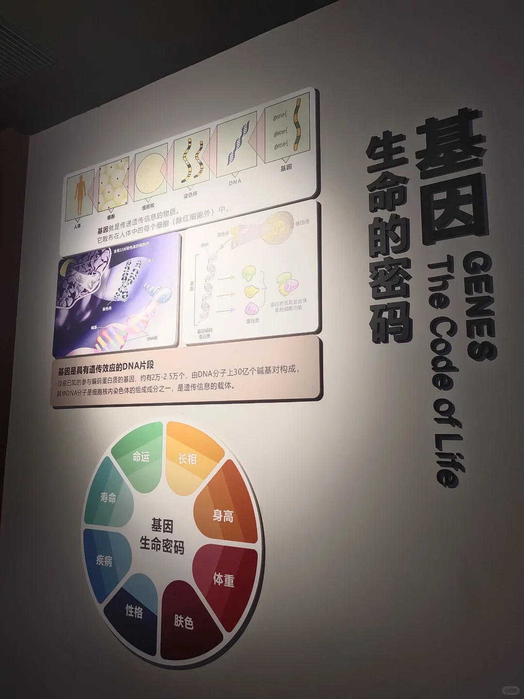 倒计时3天❗细胞生命科技馆入驻亚欧博览会