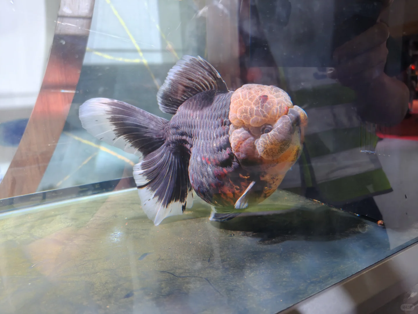 小夫妻周末日常之逛渔业博览会