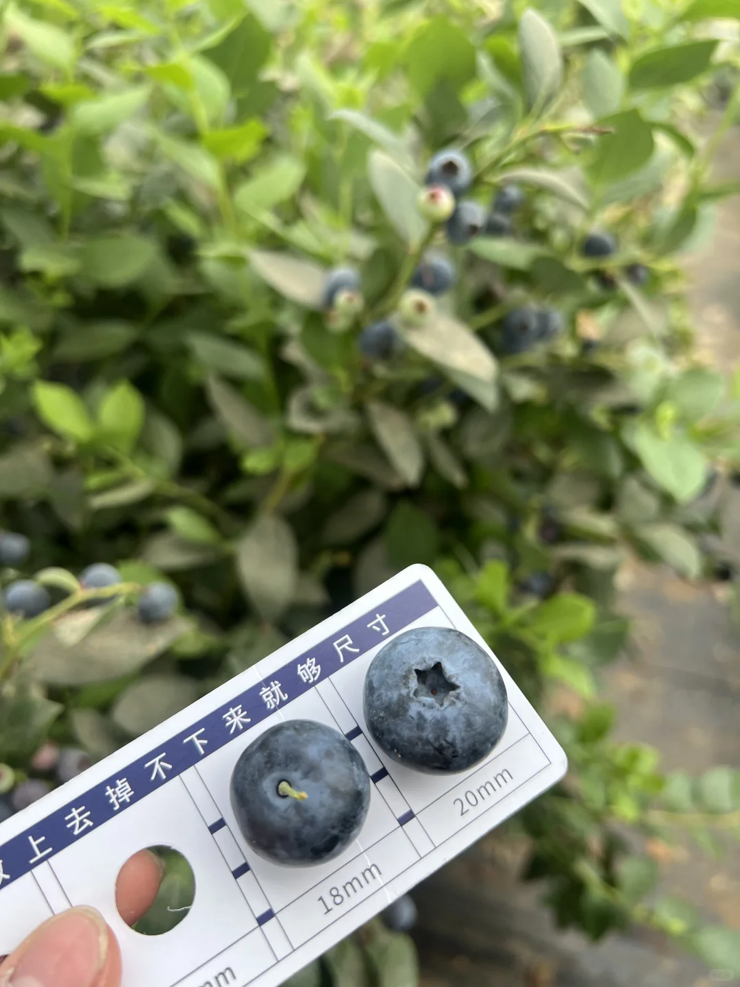 小区团购群爆单王❗29.8四盒的花香蓝莓?