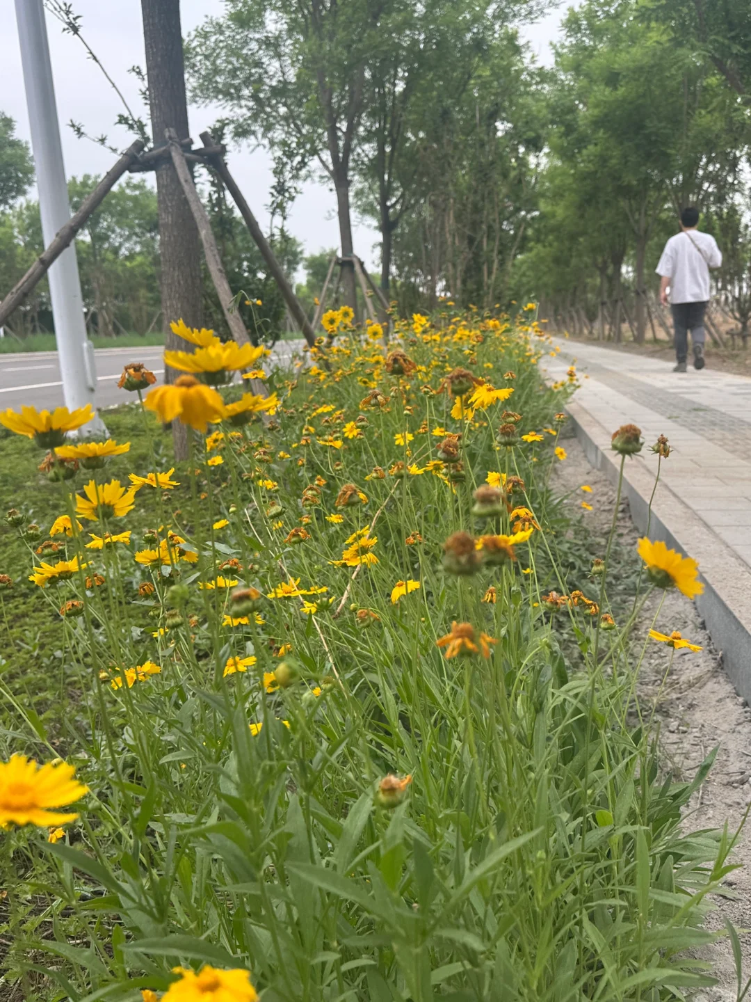 津南区又添一遛娃圣地的大公园 河堤公园